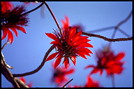 Erythrina indica