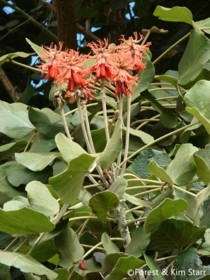 Erythrina latissima