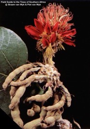Erythrina latissima