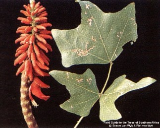 Erythrina livingstoniana