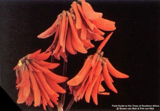 Erythrina lysistemon