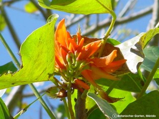 Erythrina poeppigiana