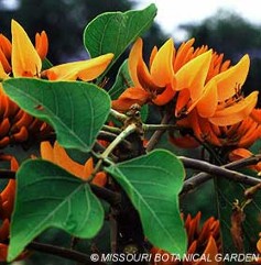 Erythrina poeppigiana