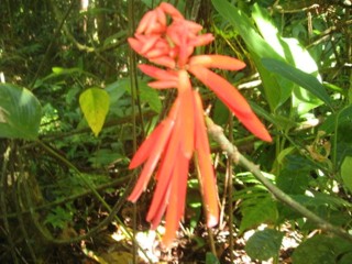 Erythrina rubrinervia