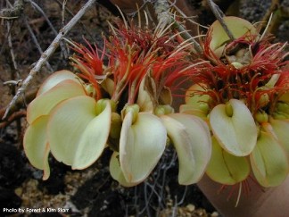 Erythrina sandwicensis 