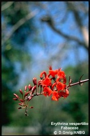 Erythrina vespertilio