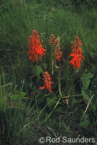 Erythrina zeyheri