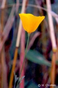 Eschscholzia caespitosa