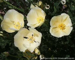 Eschscholzia californica cream