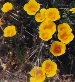 Eschscholzia californica