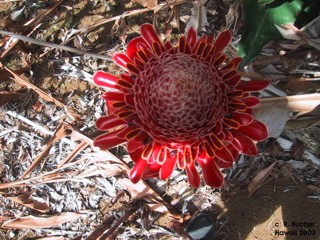 Etlingera elatior 'red'