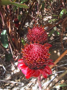 Etlingera elatior 'red'