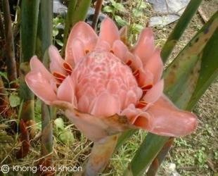 Etlingera elatior 'pink'