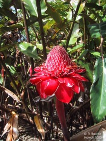 Etlingera elatior 'red'