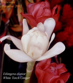 Etlingera elatior 'alba' 