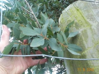 Eucalyptus acaciiformis