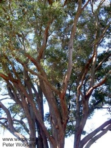 Eucalyptus acmenoides