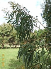 Eucalyptus amygdalina