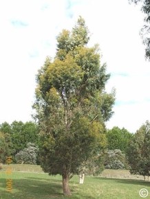 Eucalyptus amygdalina