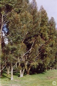 Eucalyptus approximans 