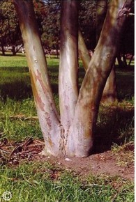 Eucalyptus approximans 