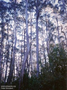 Eucalyptus badjensis 