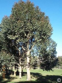 Eucalyptus blaxlandii 