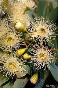 Eucalyptus calophylla