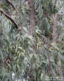 Eucalyptus camaldulensis