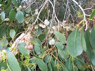 Eucalyptus camphora 