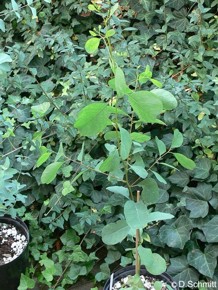 Eucalyptus camphora 