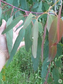 Eucalyptus chapmaniana 