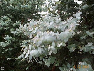 Eucalyptus cinerea 