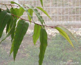 Eucalyptus citriodora