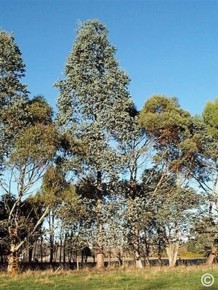 Eucalyptus cordata 