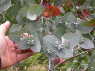 Eucalyptus cordata 