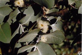 Eucalyptus cordata 