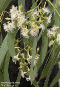 Eucalyptus crebra