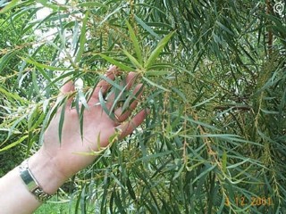Eucalyptus cunninghamii 