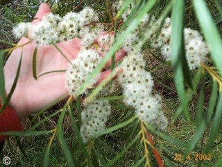Eucalyptus cunninghamii 