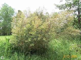 Eucalyptus cunninghamii 