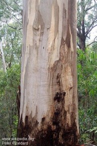 Eucalyptus cypellocarpa 