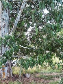 Eucalyptus dalrympleana 