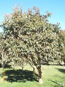 Eucalyptus deanei 