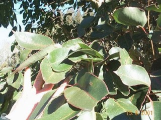 Eucalyptus deanei 