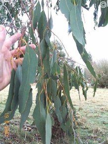 Eucalyptus delegatensis 