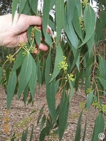 Eucalyptus dives 