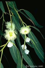 Eucalyptus globulus ssp. globulus