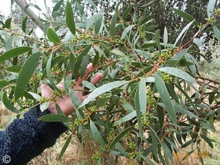Eucalyptus gregsoniana 