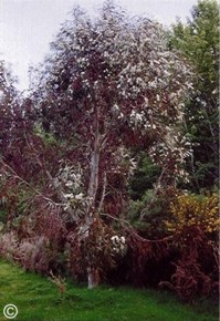 Eucalyptus gregsoniana 